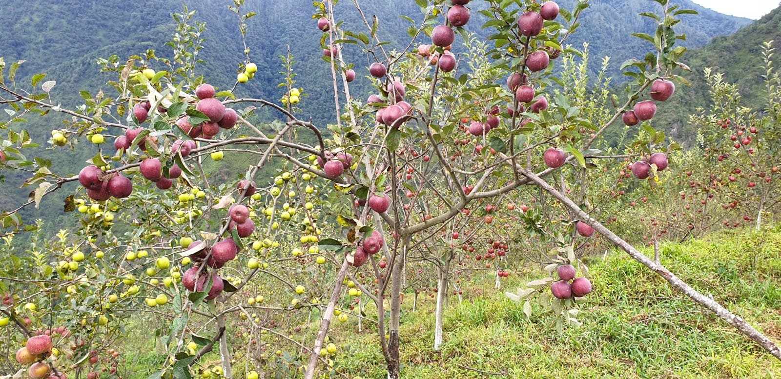 Organic Apple Orchard in Sangti Valley, Dirang - 200 acre plantation
